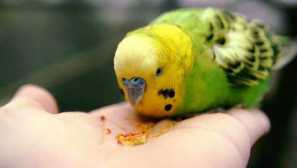 Jak zkrotit papoušek?